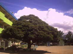 千葉市立高浜海浜小学校 